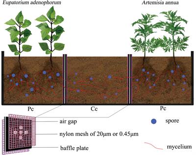 AM Fungi Alleviate Phosphorus Limitation and Enhance Nutrient Competitiveness of Invasive Plants via Mycorrhizal Networks in Karst Areas
